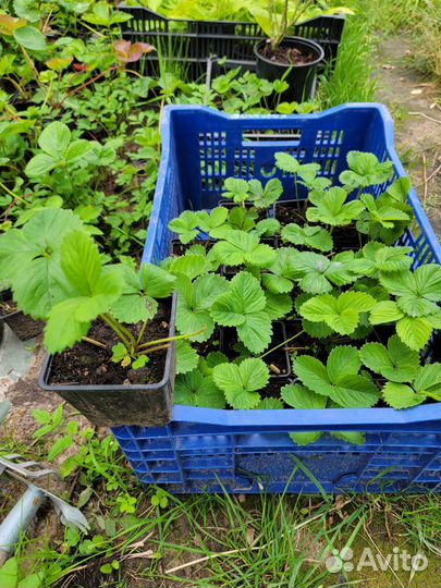 Саженцы Клубники