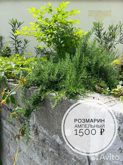 Уличные растения