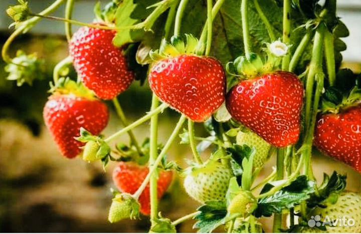 Клубника ремонтантный сорт каскад