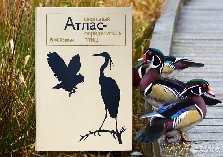 Школьный Атлас - определитель птиц. Храбрый В.М