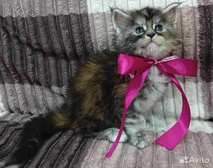 Котята мейн-кун