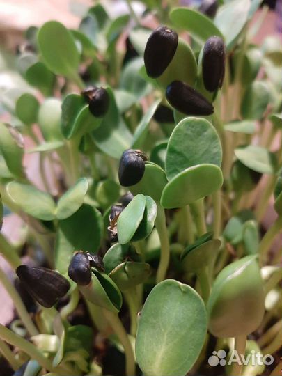 Микрозелень