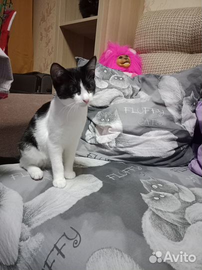 Котёнок в добрые руки