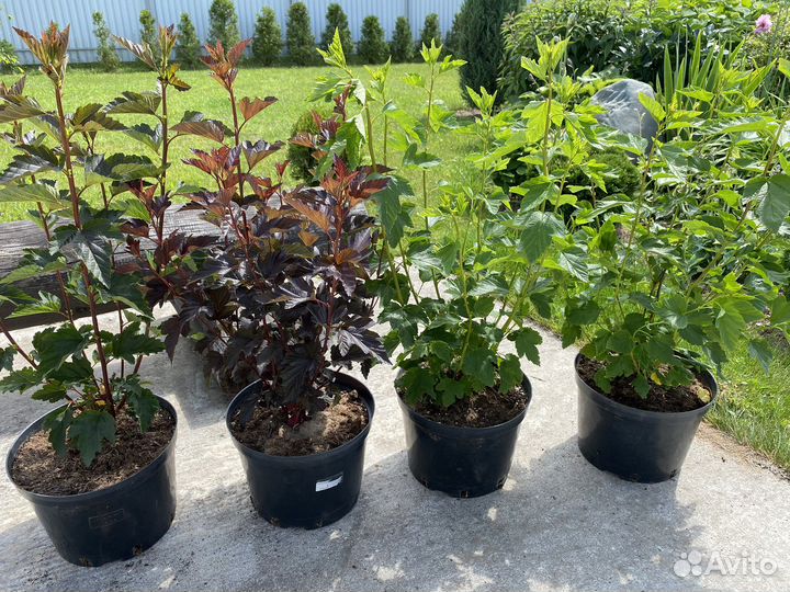 Саженцы пузыреплодника