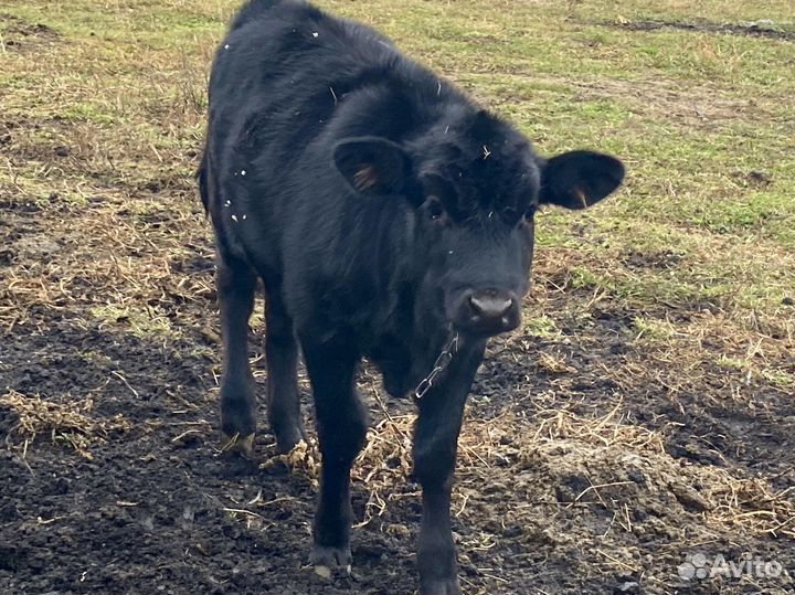 Холмогорская корова продам