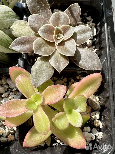 Суккуленты разных видов хавортия эхиверия седум