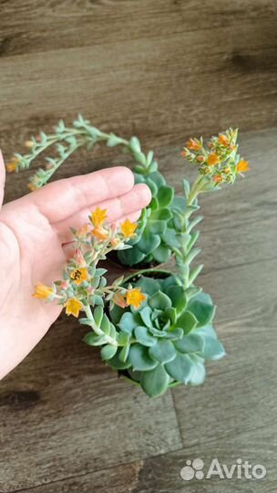 Суккуленты