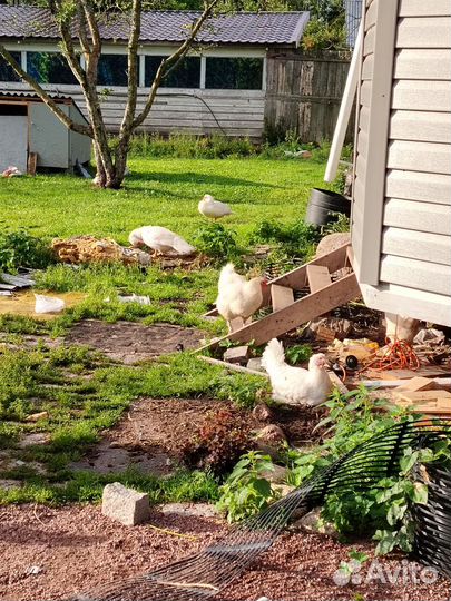 Куры гуси утки