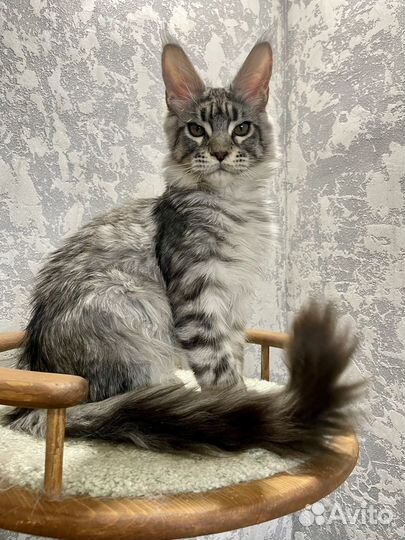 Котик Мейн-кун