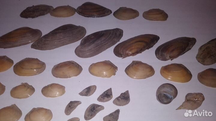 Речная ракушка