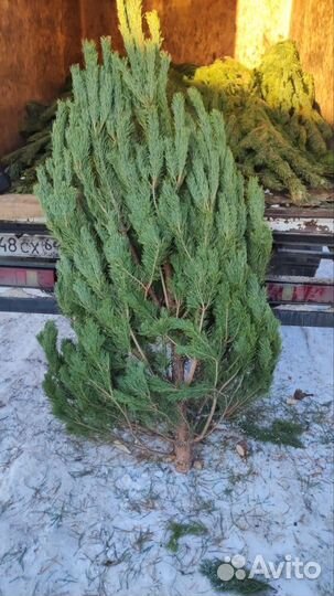 Живые елки