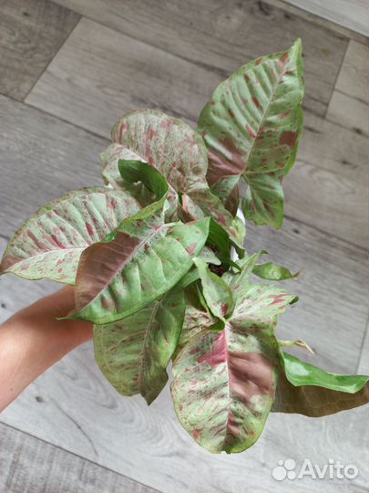 Сингониум Dazzle color