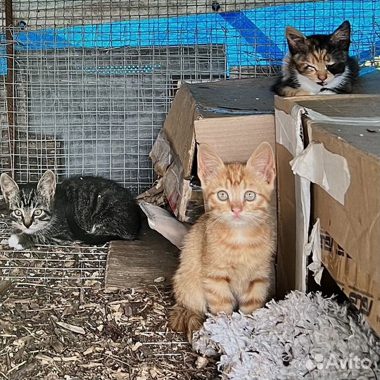 Котята в добрые руки даром