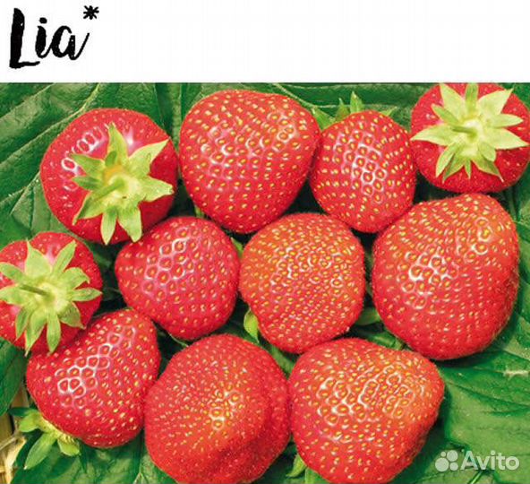 Саженцы клубники Лия Сахарная