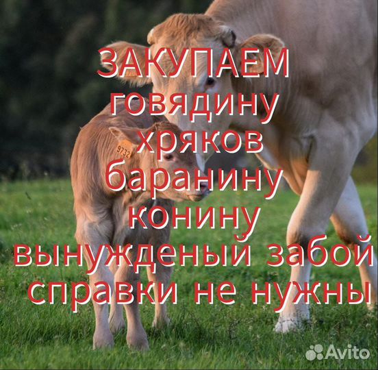 Закупка мяса
