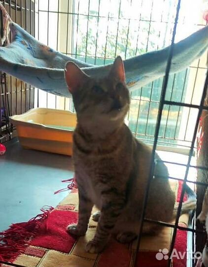 Кошка в дар