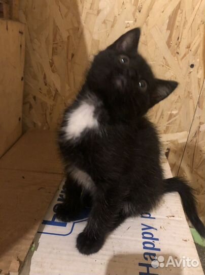 Спасенный Котик в добрые руки маркиз черный белый