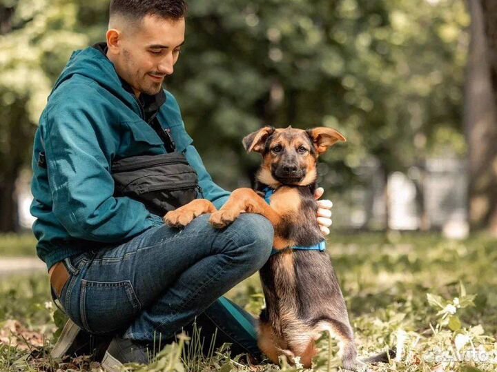 Щенок в добрые руки бесплатно