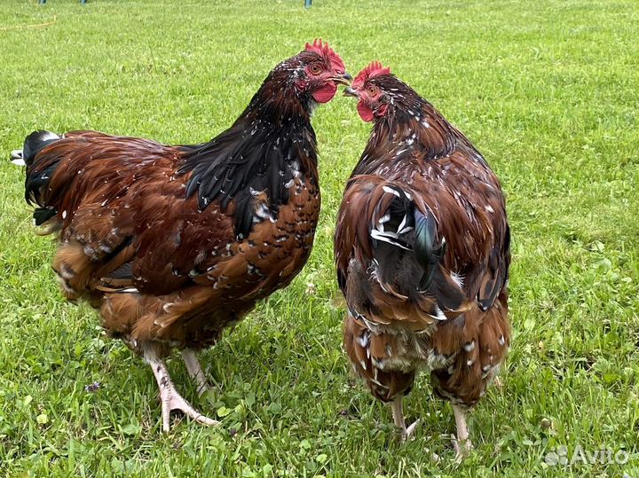 Петушки Орпингтон Парцеляновый