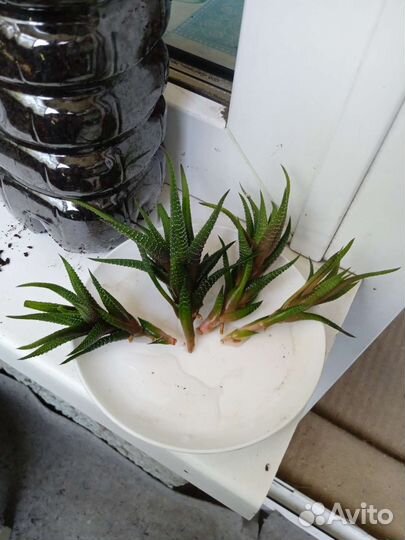 Комнатные растения