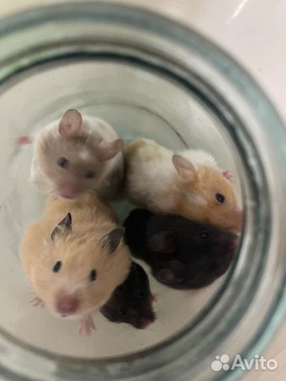 Хомяк с клеткой