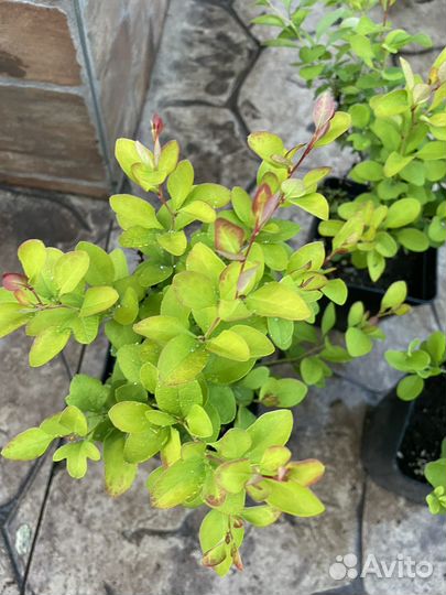 Барбарис Лимончелло