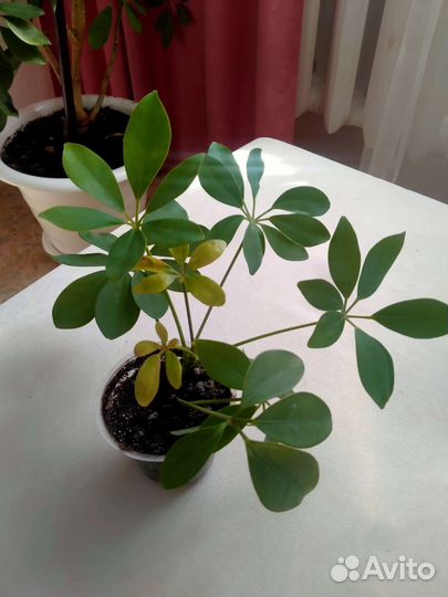 Комнатные цветы