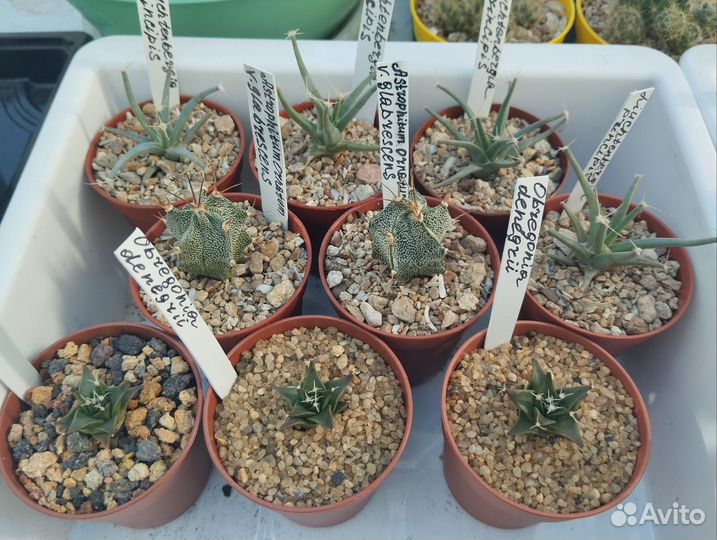 Кактусы коллекция