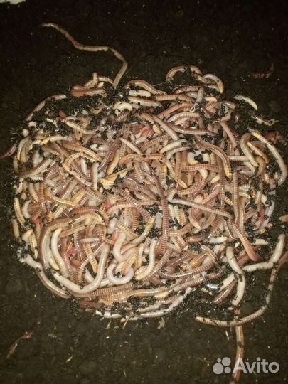 Маточник Дендробена Башкортостана (производители)