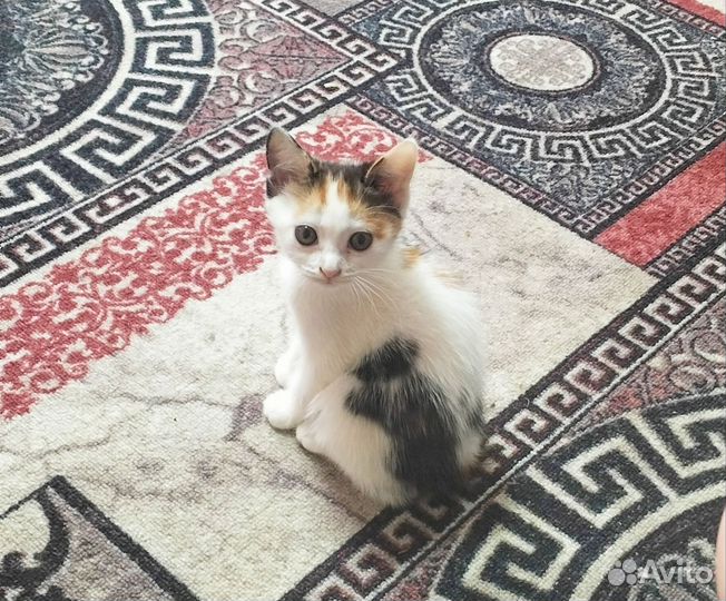 Денежные котята