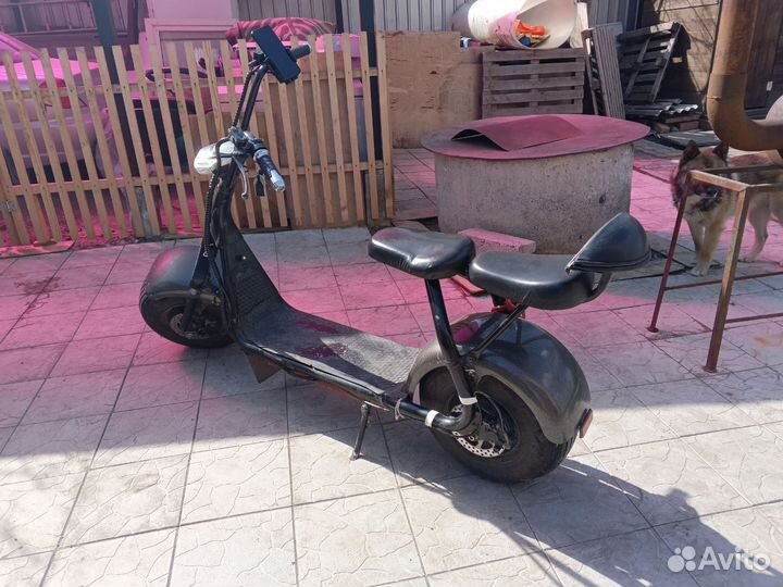 Harley City Coco - 2019 год