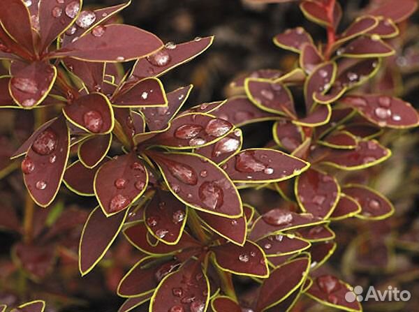 Барбарис Тунберга Atropurpurea Nana