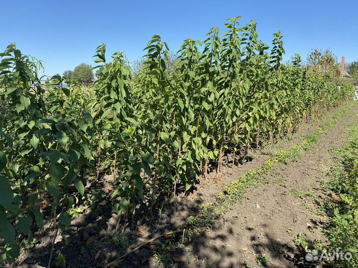 Саженцы плодовых деревьев
