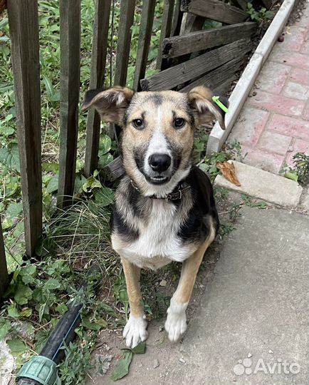 Собака стерилизованная