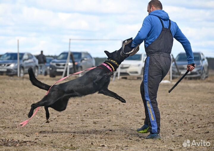 Щенки рабочего разведения, чёрного окраса