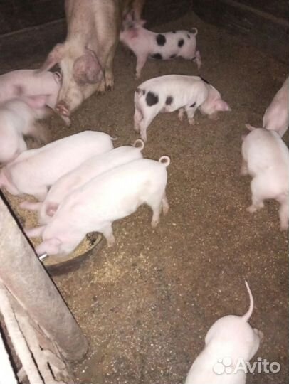 Поросята