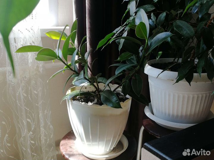 Комнатные растения, цветы