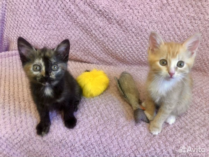 Рыжик в добрые руки