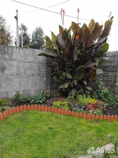 Цветы канны