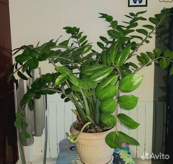 Долларовое дерево-Замиокулькас-Денежное дерево