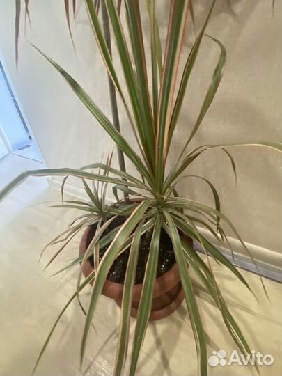 Драцена маргината