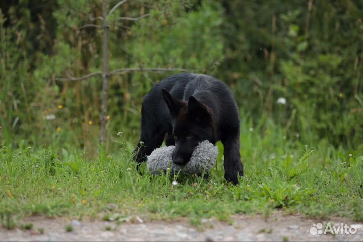Немецкий овчарки, черного окраса