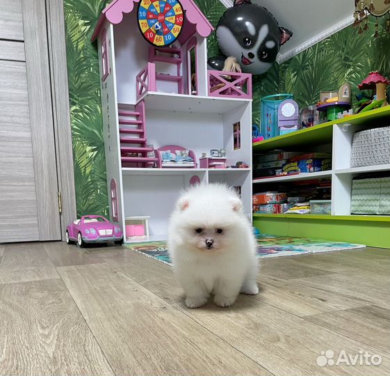 Мальчик и девочка промеранмкий шпиц