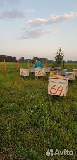 Мед натуральный. Урожай 2023