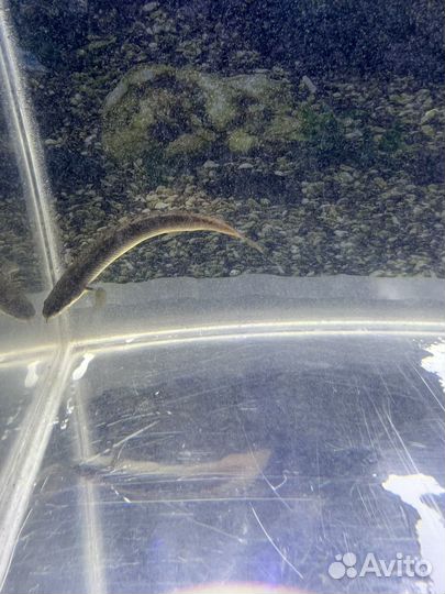 Полиптерус