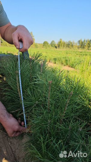 Сеянцы ели окс от производителя