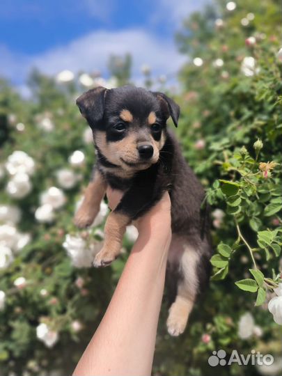 Той-терьер щенки