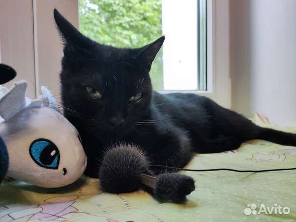 Королева кошачьего царства