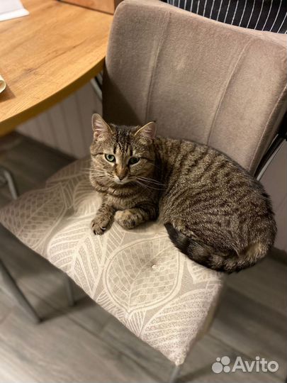 Очаровательная кошечка ищет семью