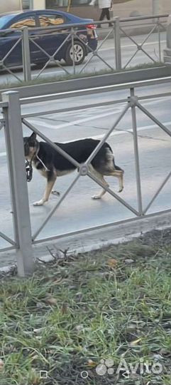Собака на Дубравной